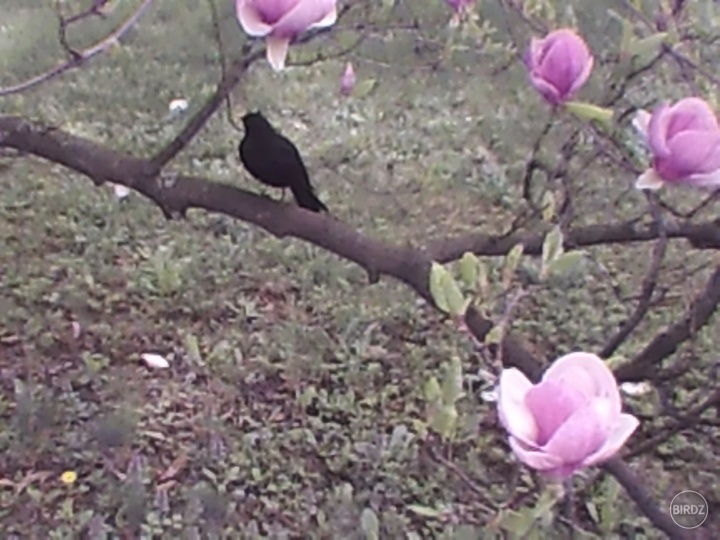 MAGNOLIE A VTÁČIK ŠTEBOTÁ