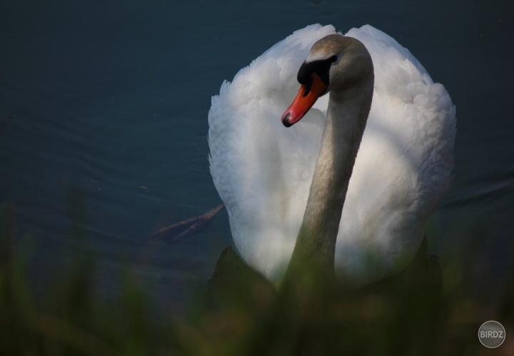 kráska