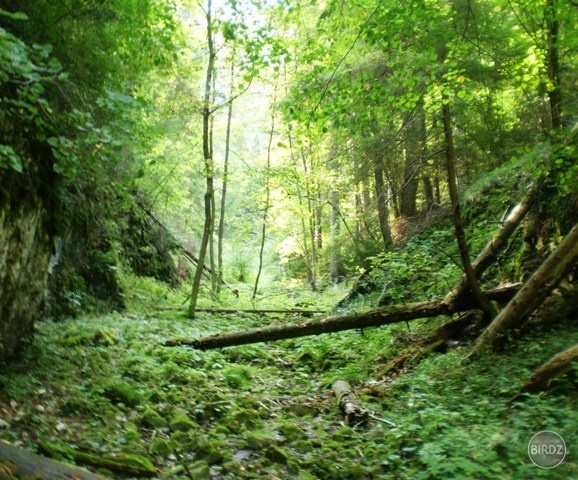 Obrázok