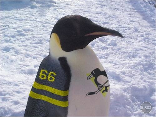 Lets go pens