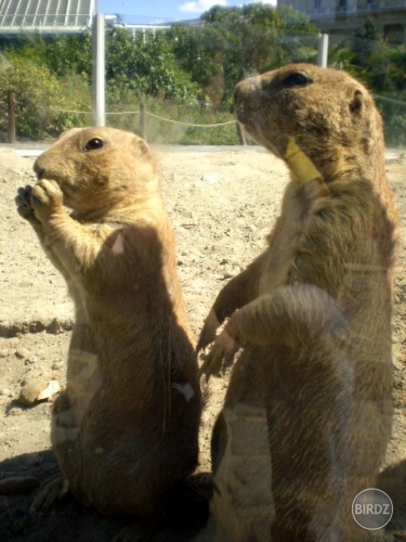 budapest zoo