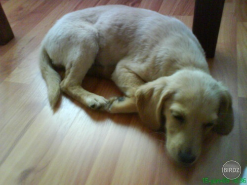 moj novy haviik:)