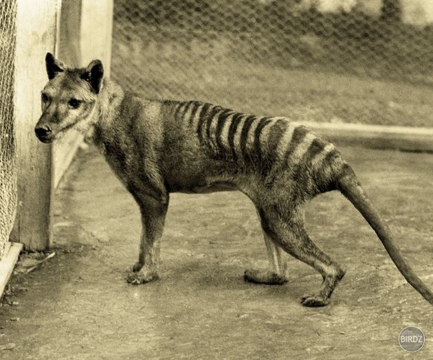 Thylacine: Tasmánsky tiger (vyhynutý od roku 1936)
Thylacine bol najväčší známy mäsožravý vačkovec modernej doby. Pôvodom z Austrálie a Novej Guiney. Je všeobecne známy ako Tasmánsky tiger alebo tiež známy ako Tasmánsky vlk.
Thylacine vyhynul na austrálsk