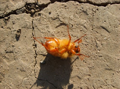 Obrázok