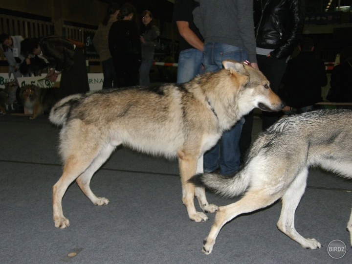 Polka vlk a polka pes... 