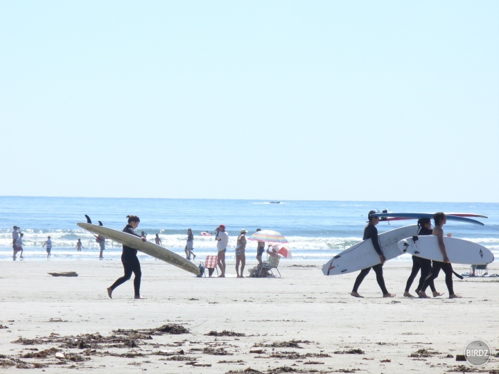RAJ SURFISTOV