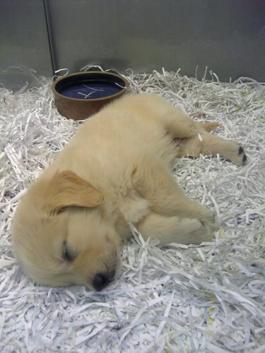 Sleepin´ Puppy Paco