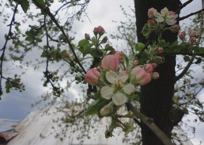 malus sylvestris 