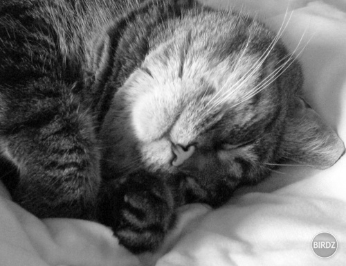 Sleeping Cat