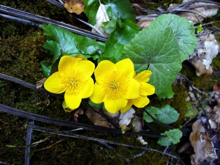 Obrázok