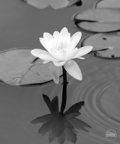 BW waterlilly
