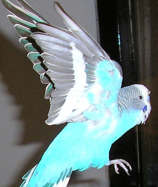 Obrázok