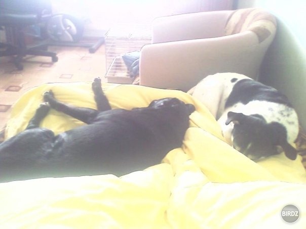 Spolocna :)