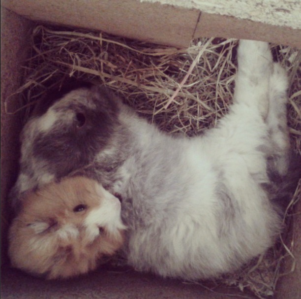 babatka :3