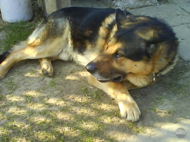 model :D