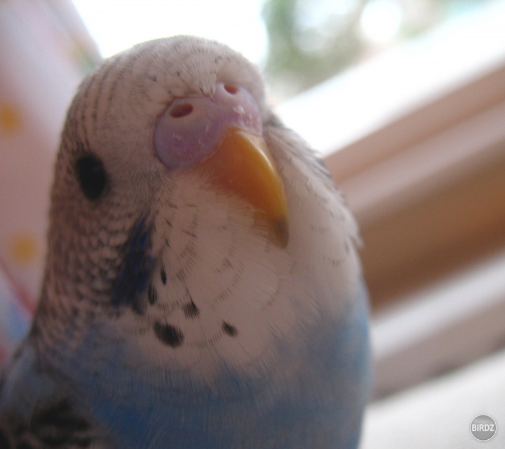 Pipo :D
