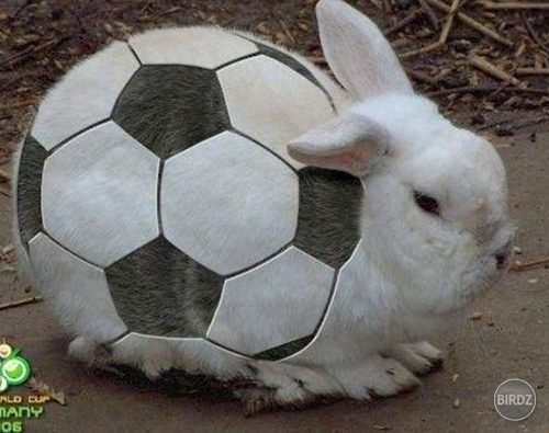 Zajac ako futbalka