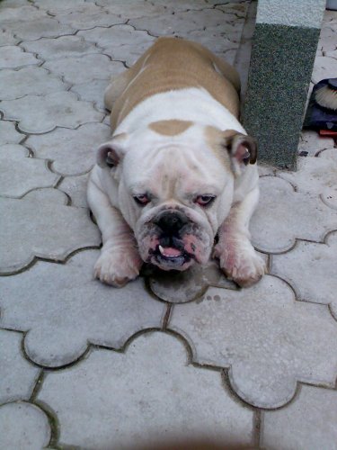 Laji R.I.P chybas