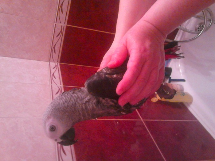 mokra slepice :D chudak misko ^.^
