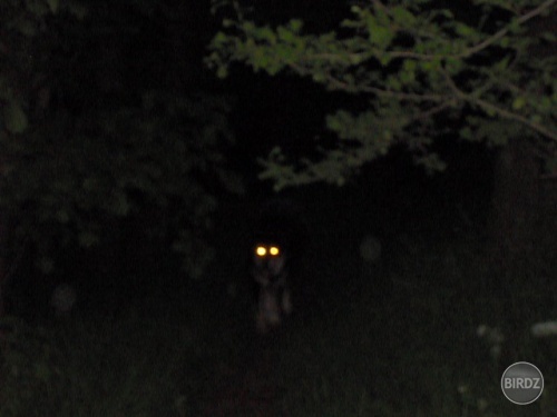 Blair Witch =D
