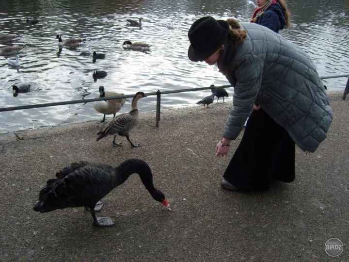Opäť St. James´ Park, ja a čierna labuť... keby to bola čierna ovca, bolo by to výstižnejšie. :D