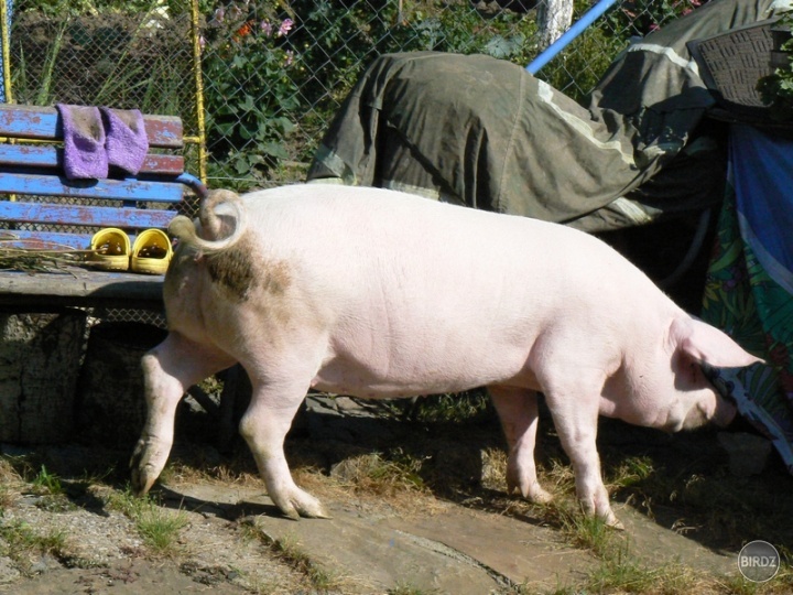 Ursula z profilu 