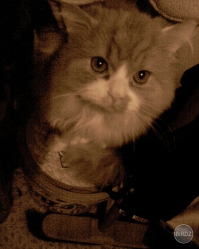 Risko