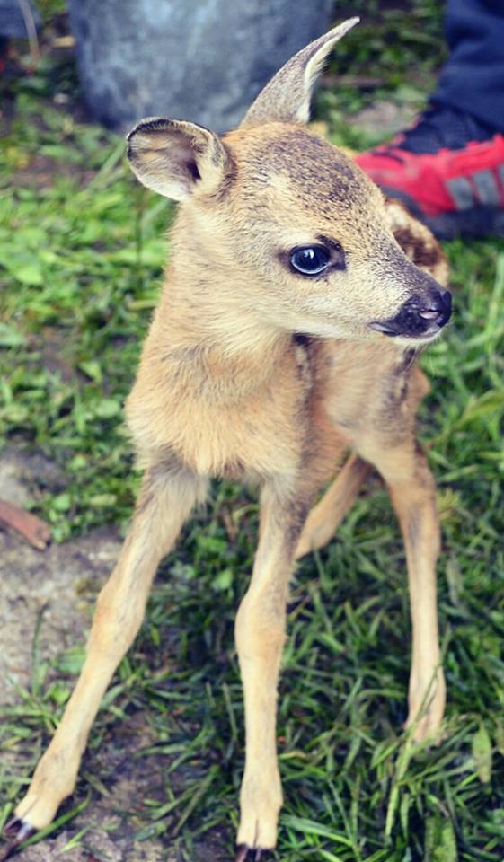 *_* Bambi