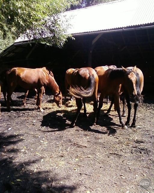 Obrázok