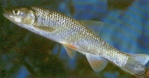 Obrázok