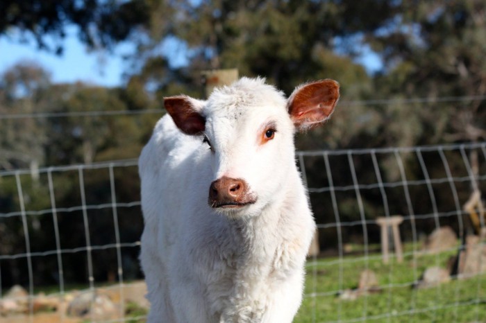 https://www.facebook.com/FreedomHillSanctuary/