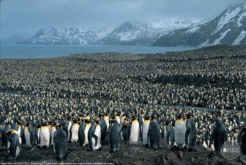 Pinguins