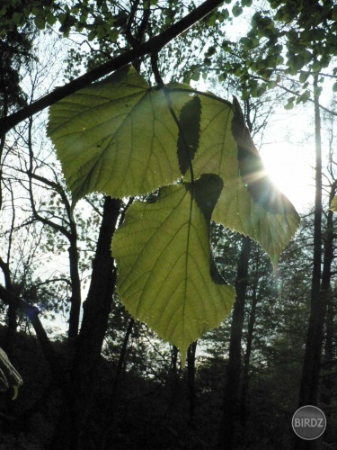 sun