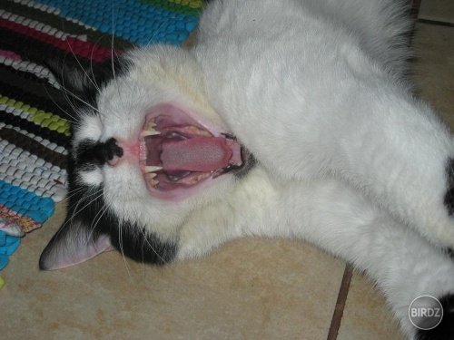 moj kocur