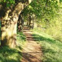 Alley,green,nature