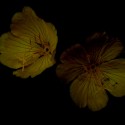 Living in the shadow