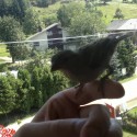fotka z pred piatich minút :)) (pozn. Vrabec domáci (Passer domesticus))