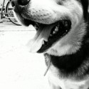 lovely dog..love him