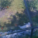 Ukážka z obrázkov v albume zoo-kanada(toronto)