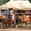 Cattle penning