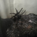 tarantula Hlava :-D hlúpe meno, ale tak... 