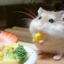 aww!!! taky cute!!!!! papa kukuricku