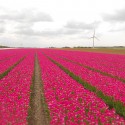 nord holland