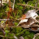 Rosička okrúhlolistá (Drosera rotundifolia) v NPR Rojkov