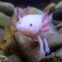 Axolotl