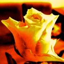 RosenStoltz 02