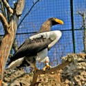 Bird.. :)
