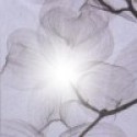 silmaril
