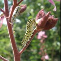 Húsenice vidlochvosta feniklového (Papilio machaon)