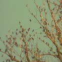 birds(z)